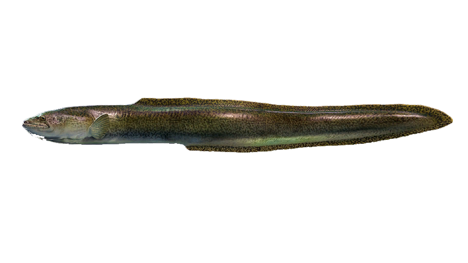 African Mottled Eel