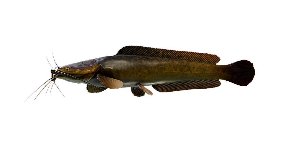 African Sharptooth Catfish - TackleBox