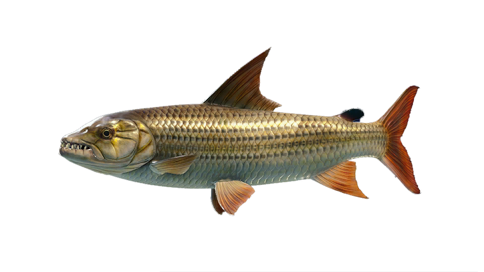 African Tigerfish