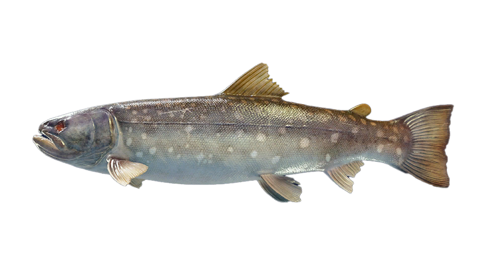 Amemasu