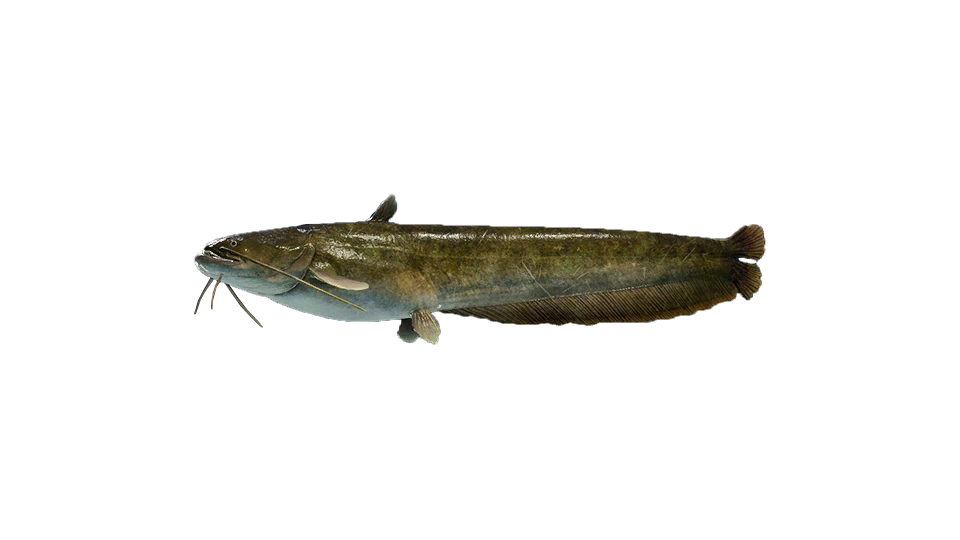 Amur Catfish