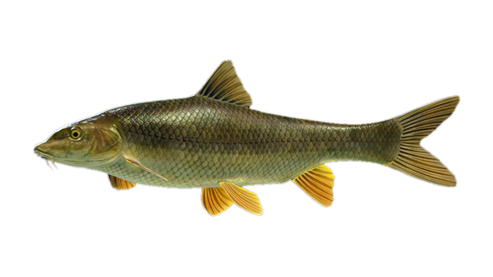 Andalusian Barbel