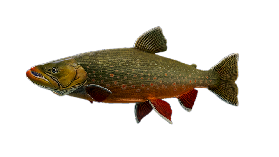 Arctic Char