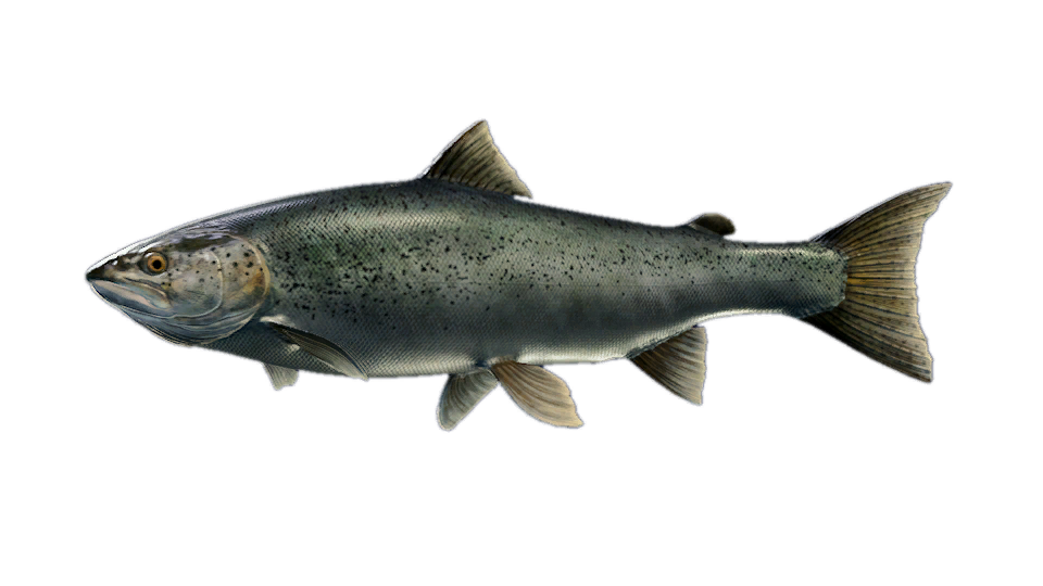 Atlantic Salmon