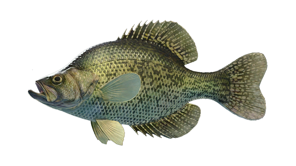 Black Crappie