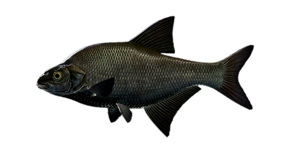 Bream