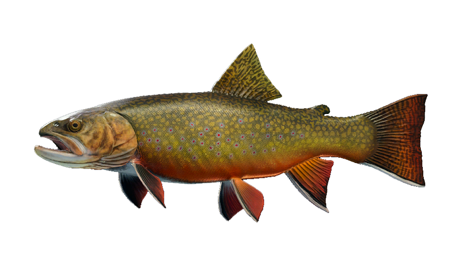 Brook Trout