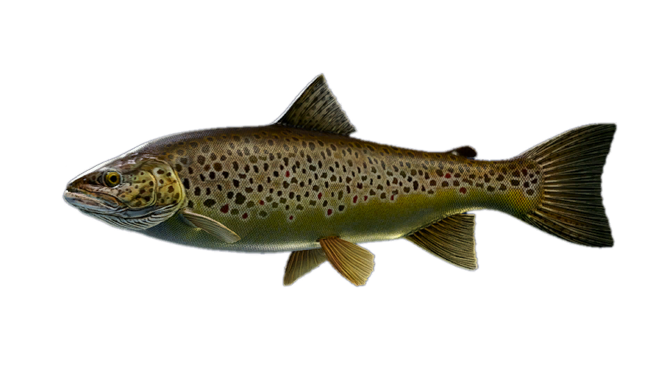 Brown Trout