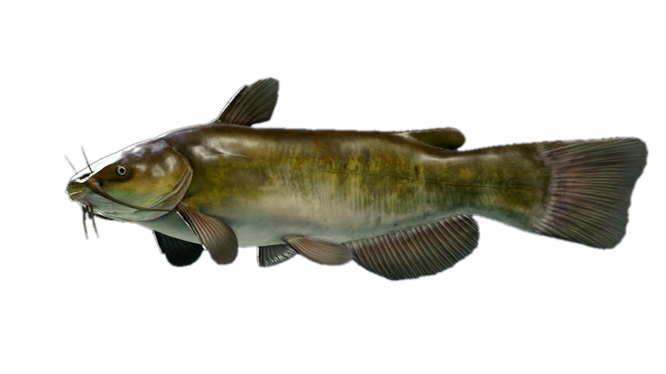 Bullhead Catfish - TackleBox