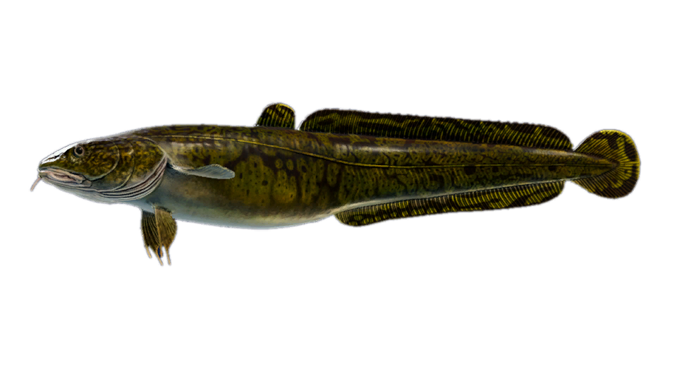 Burbot