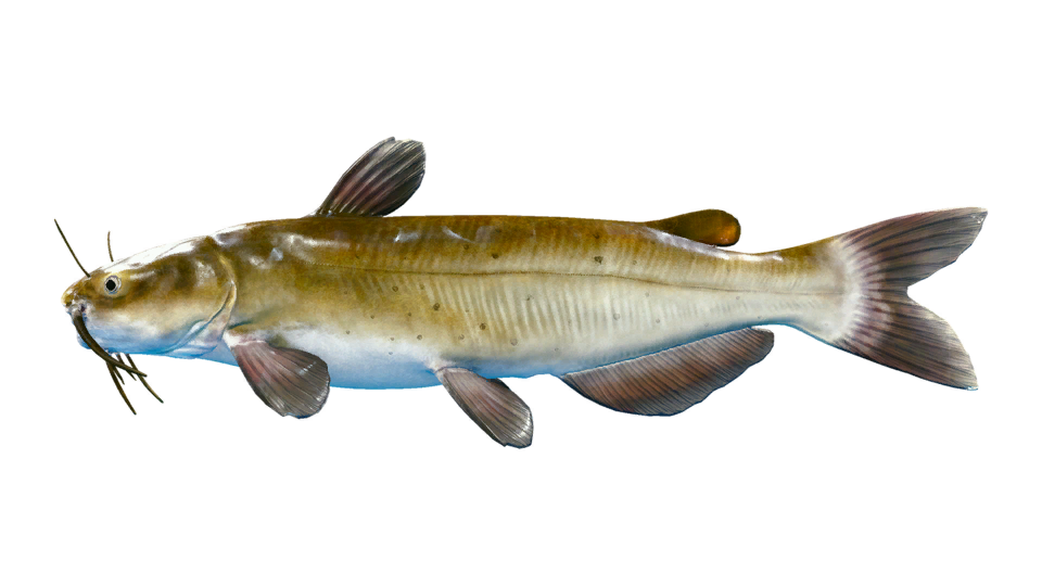 Channel Catfish