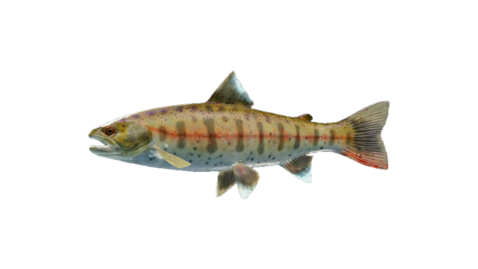 Cherry Salmon