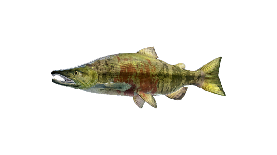 Chum Salmon