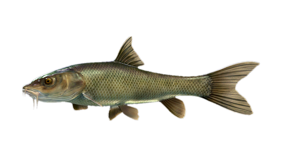 Comizo Barbel