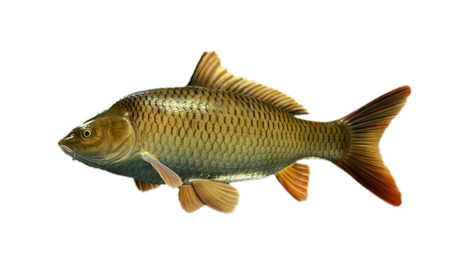 Common Carp