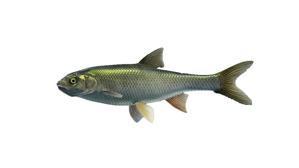 Common Dace