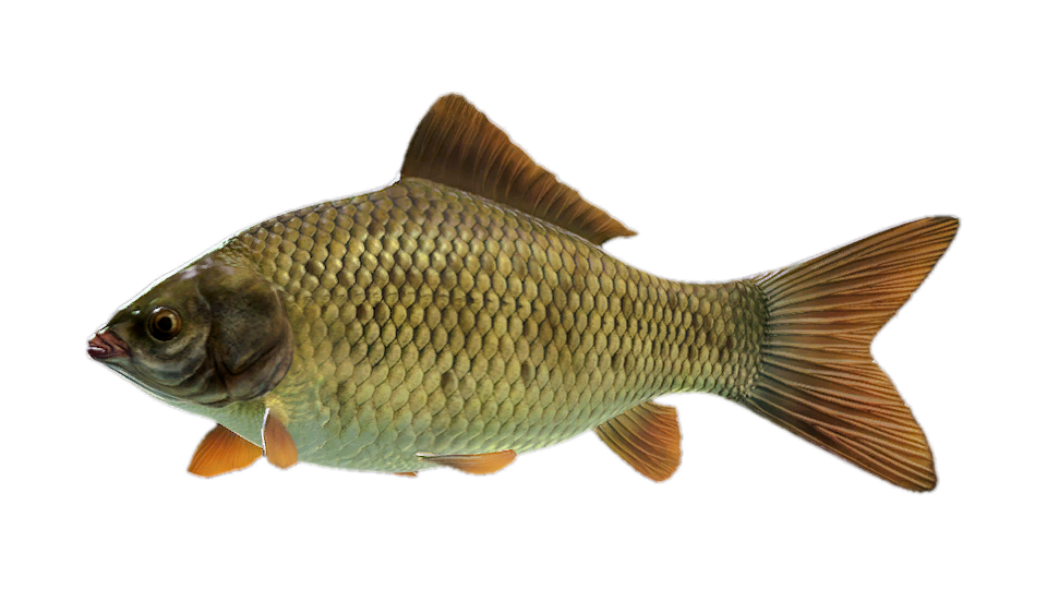 Crucian Carp