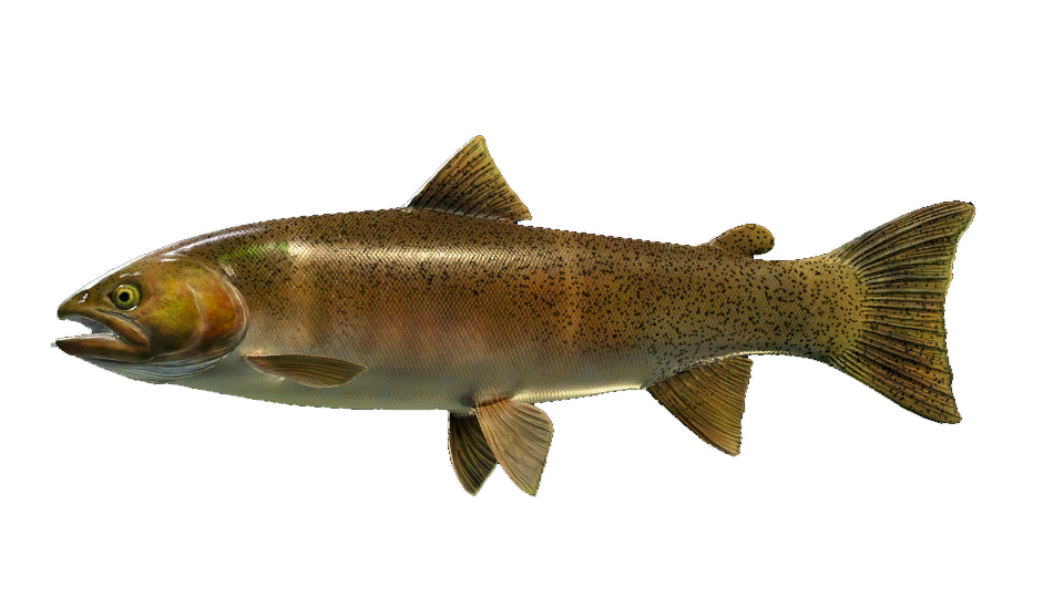 Cutthroat Trout