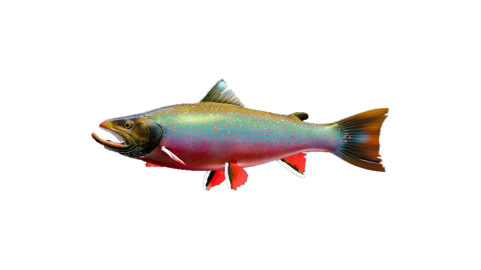 Dolly Varden Trout