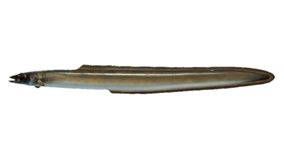 European Eel