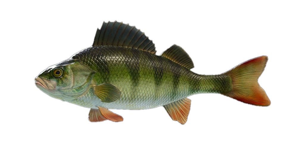 European Perch