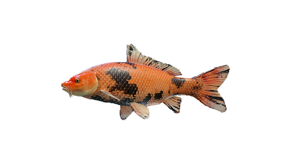 Feral Koi