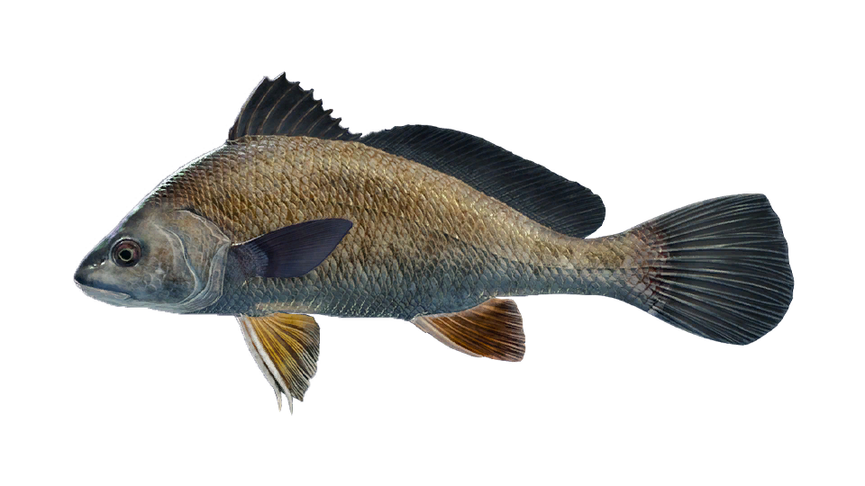 Freshwater Drum