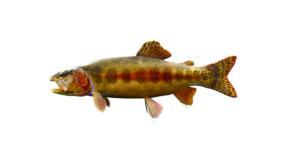 Golden Trout