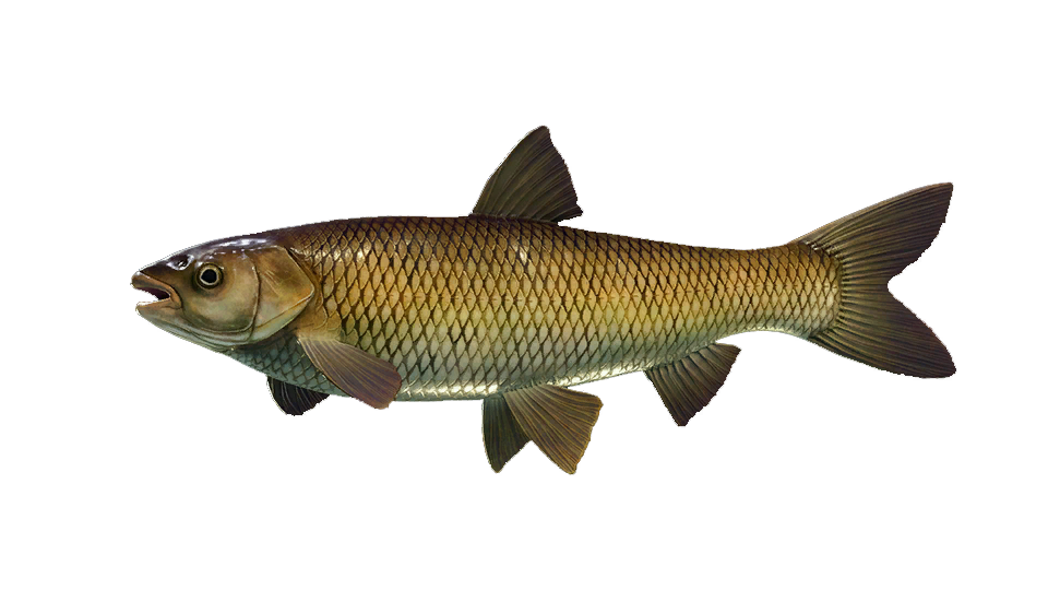 Grass Carp