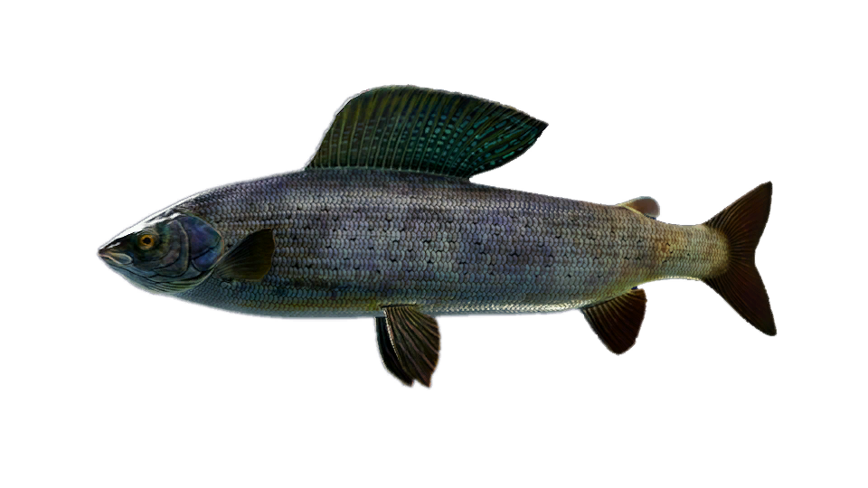 Grayling