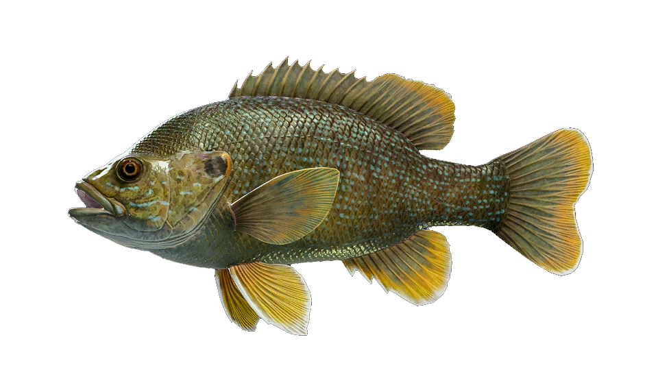 Green Sunfish