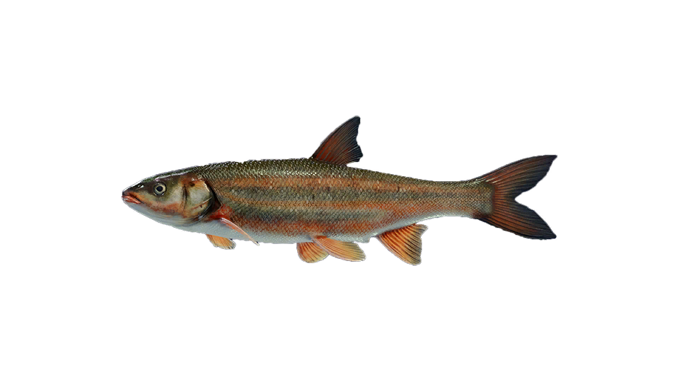 Japanese Dace