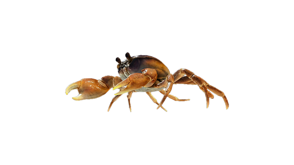 Japanese Freshwater Crab