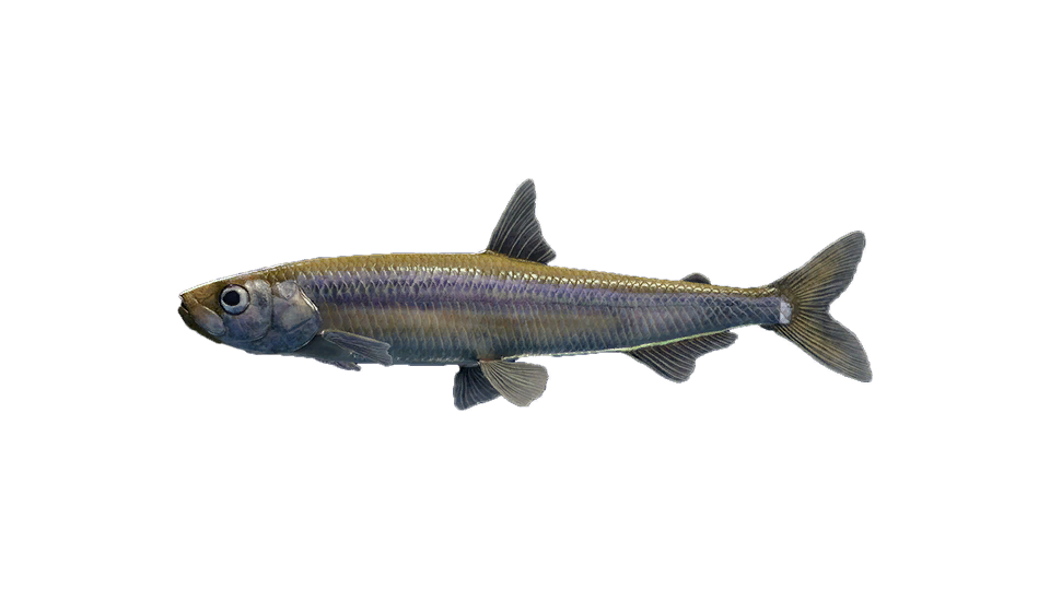 Japanese Smelt