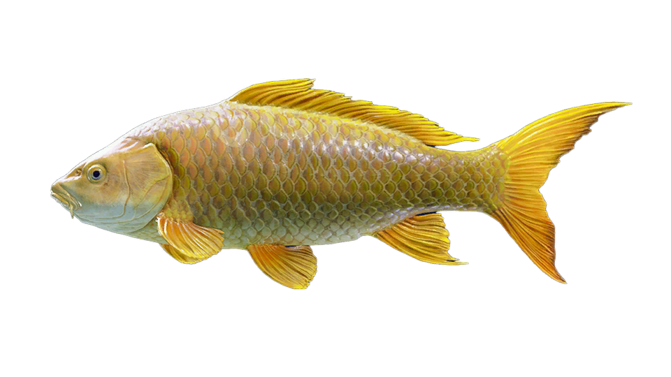 Koi no Takinobori