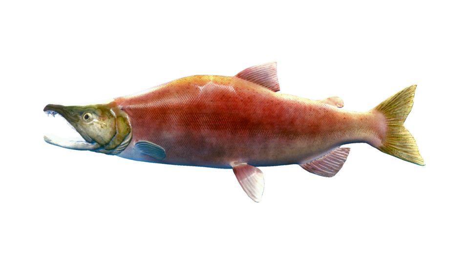 Kokanee Salmon