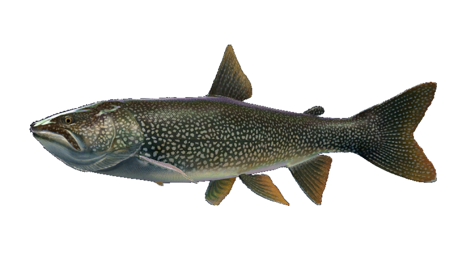 Lake Trout