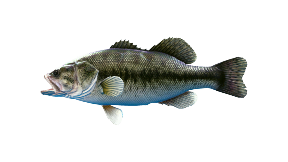 Largemouth Bass