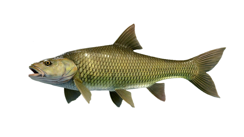 Largemouth Yellowfish