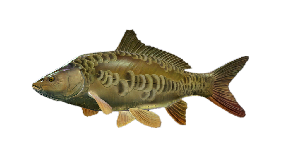 Mirror Carp