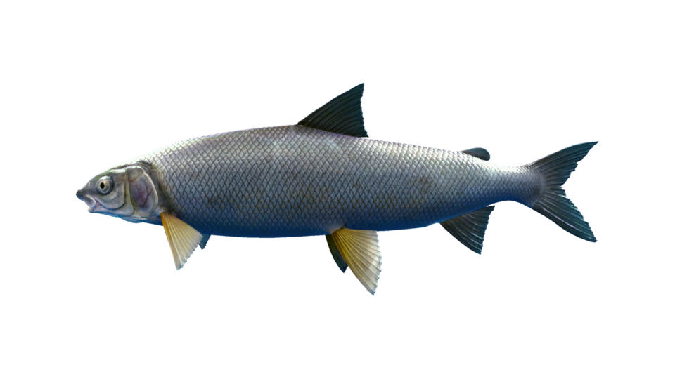 Mountain Whitefish