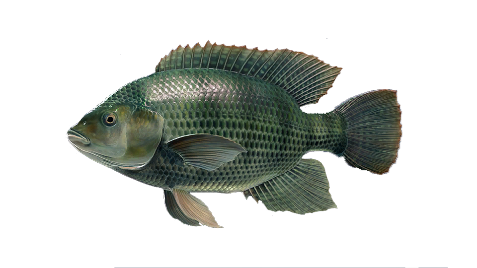 Mozambique Tilapia