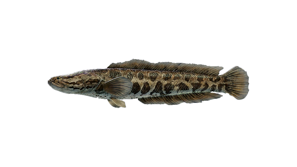 Northern Snakehead