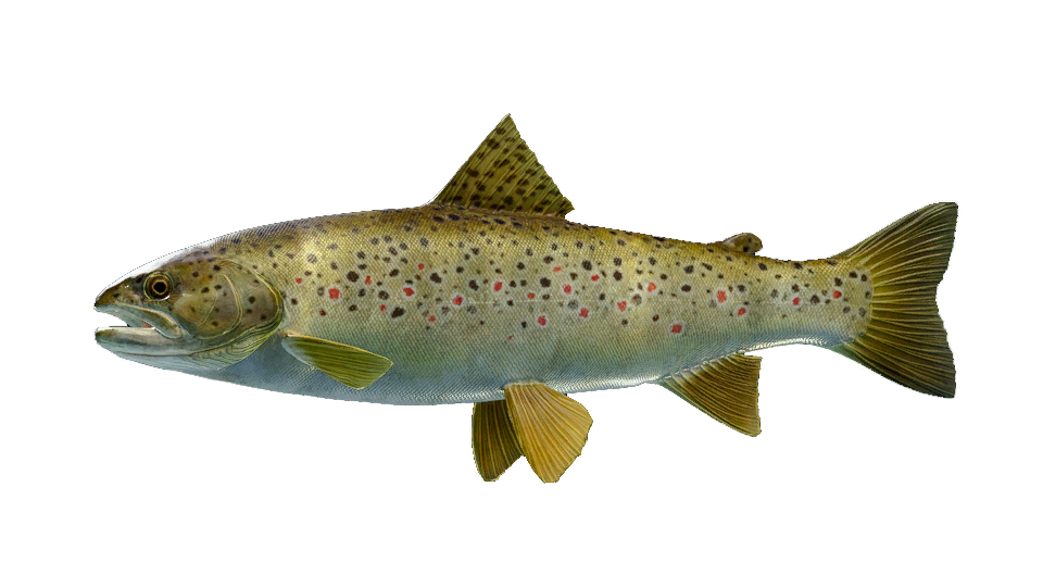 Ohrid Trout