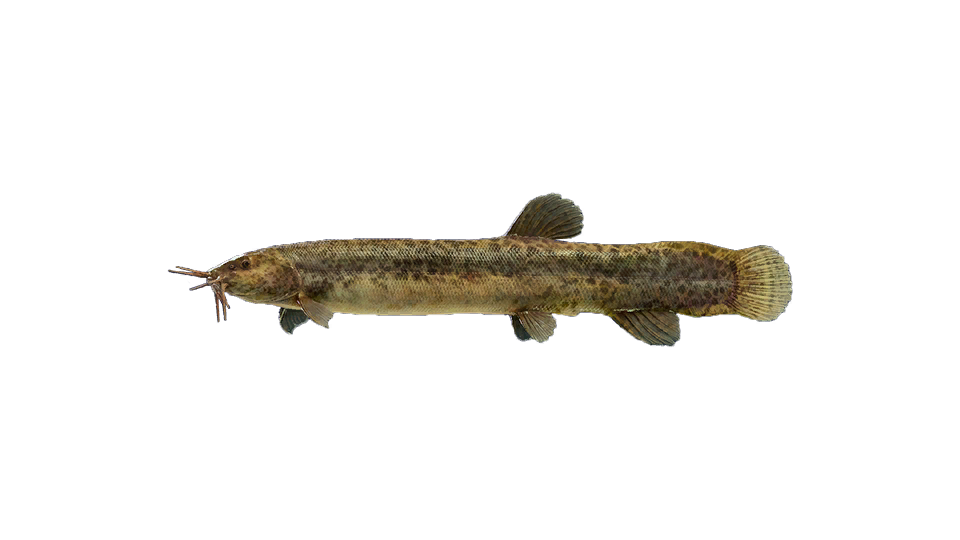 Pond Loach