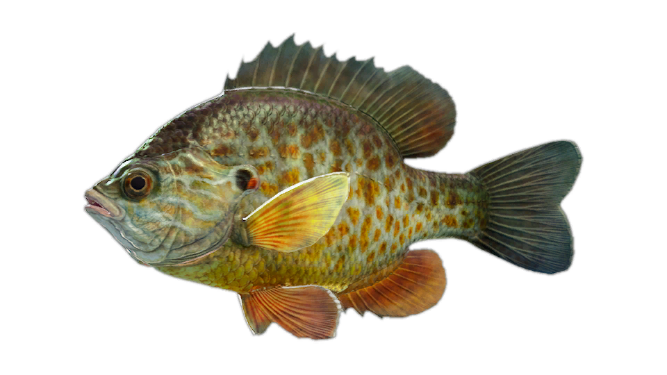 Pumpkinseed