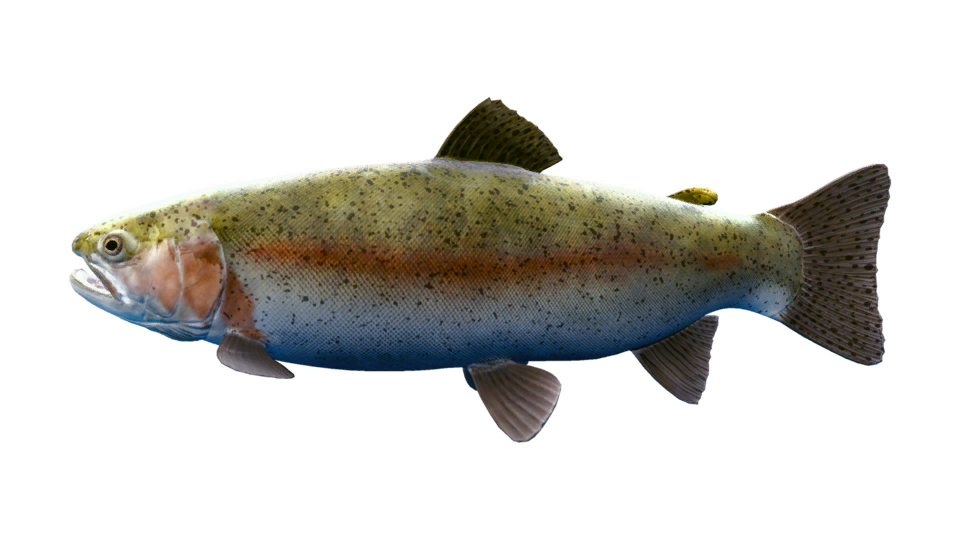 Rainbow Trout