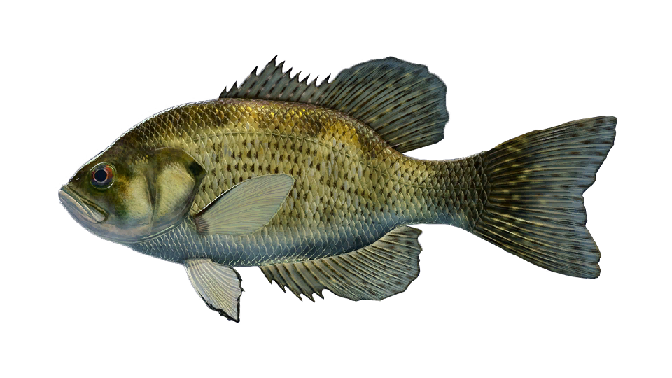 Rock Bass