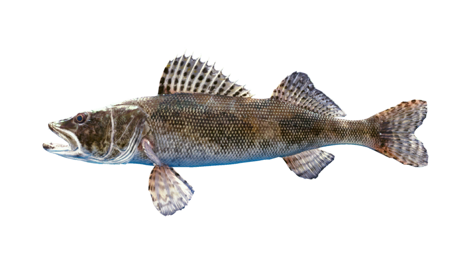 Sauger