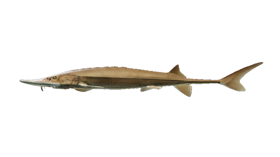 Shovelnose Sturgeon